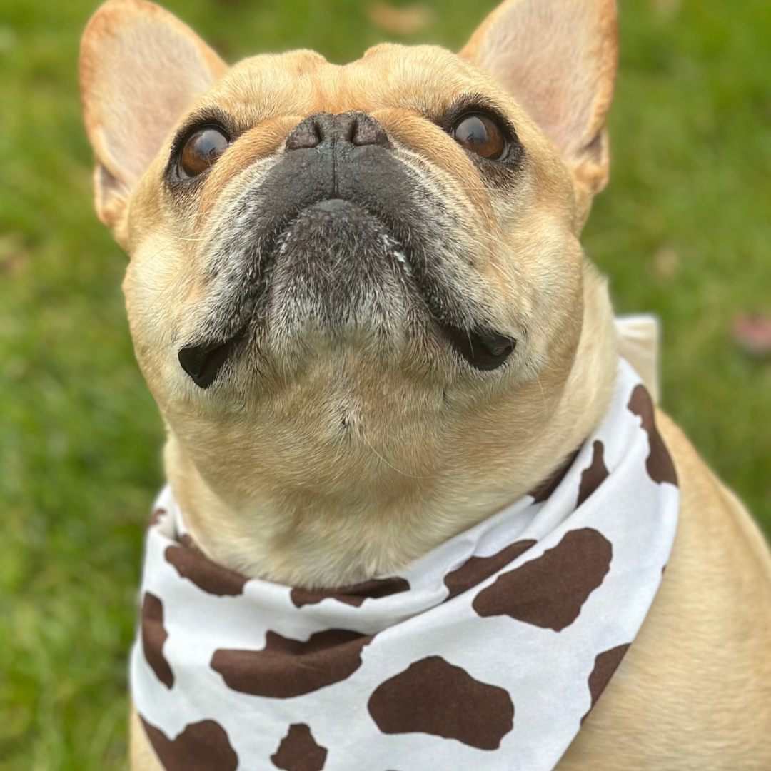 Cow Print Dog Bandana Dog Bandana Happy Tails Outfitters