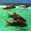 Black Venezuela Cory Catfish (Corydoras schultzei), Tank-Bred CORY Danaqua Live Fish & More