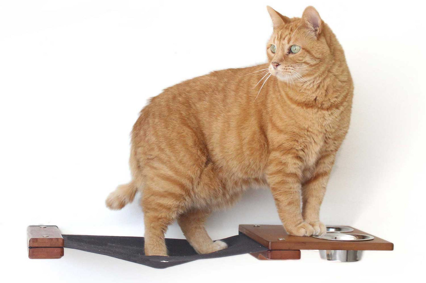 Dog Proof Cat Feeder - Wall-Mounted - Raised Cat Hammock Catastrophic Creations