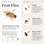 (2 Pack) Fruit Fly Trap for Home + Kitchen sale Wondercide