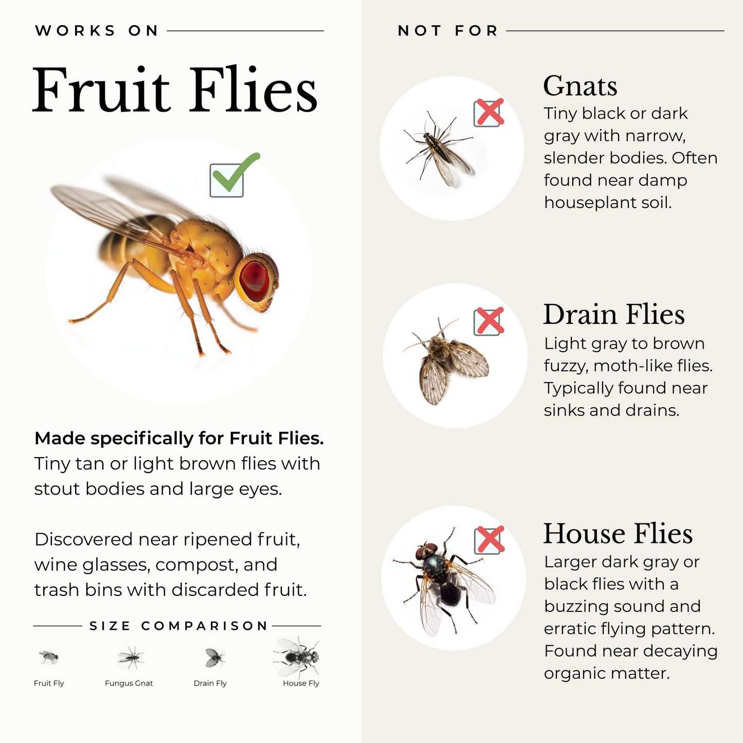 (2 Pack) Fruit Fly Trap for Home + Kitchen sale Wondercide