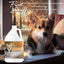 First Sniff Dog Cologne - Your First Sniff Stays on My Mind US Gallon Cologne The Blissful Dog