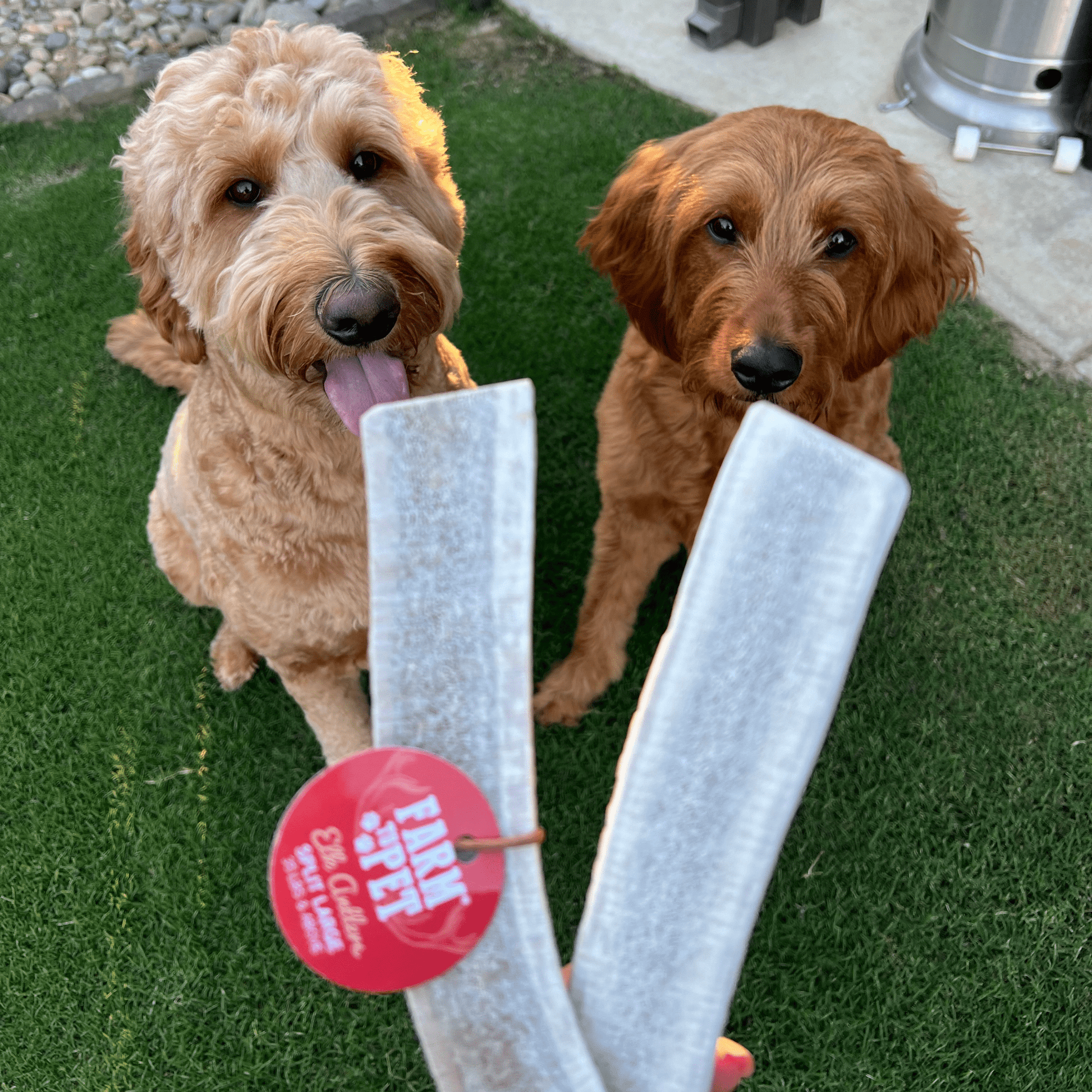 Elk Antler Dog Chews | All-Natural Whole and Split Elk Antler Chews for Dogs Antler Dog Chew Farm To Pet