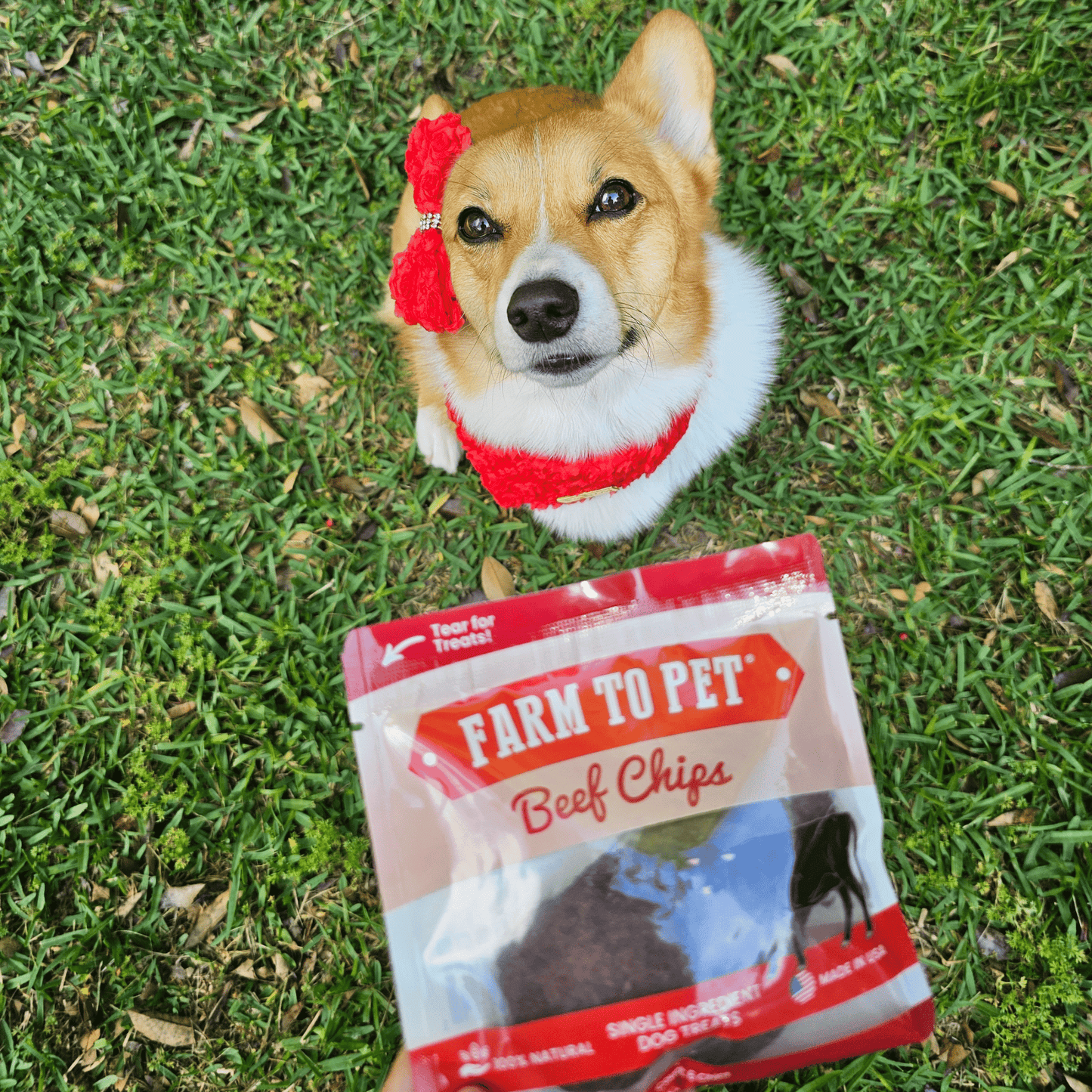 Beef Chips Snack Pack Bundles | Dog Treats for Training & Travel Snack Pack Farm To Pet