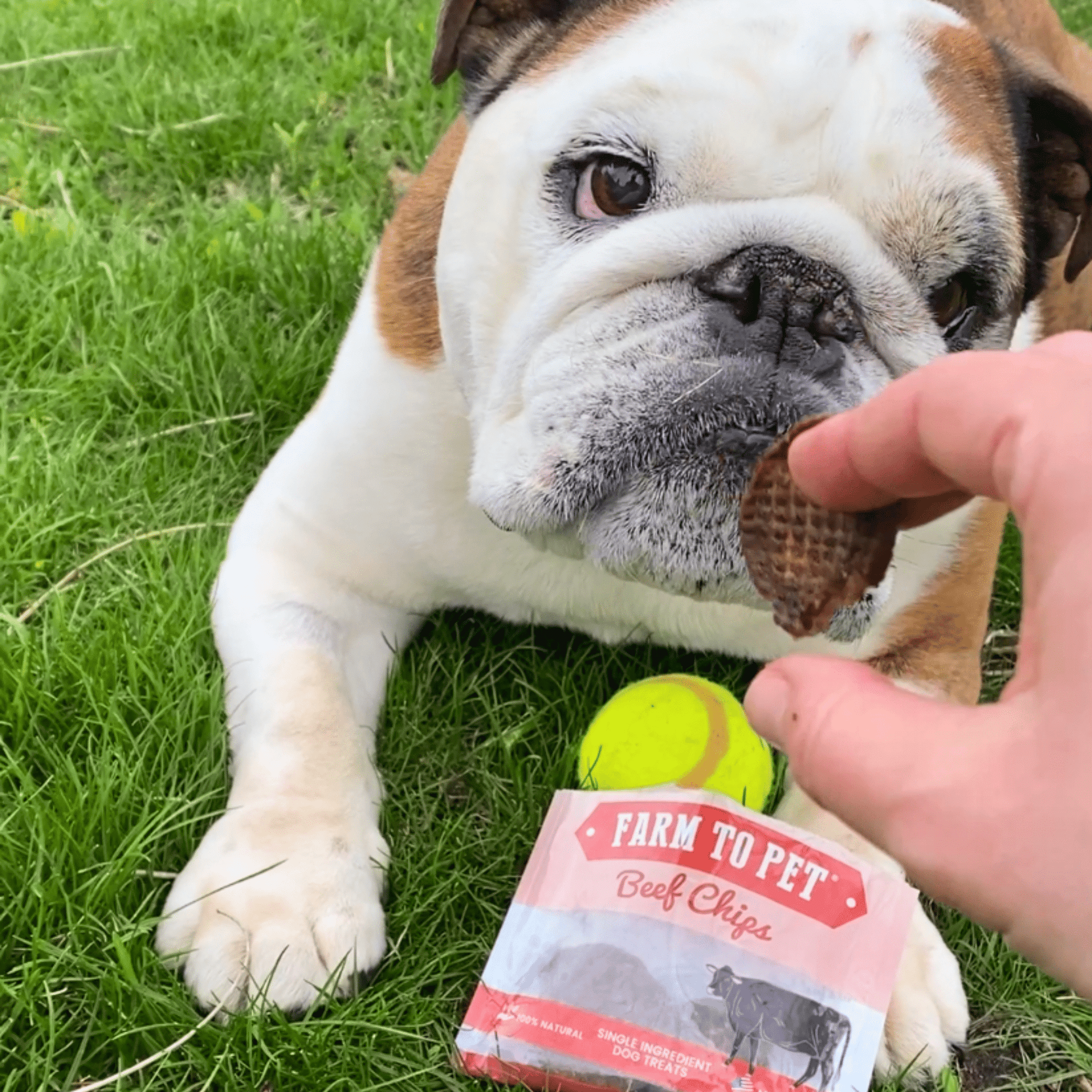 Beef Chips Snack Pack Bundles | Dog Treats for Training & Travel Snack Pack Farm To Pet