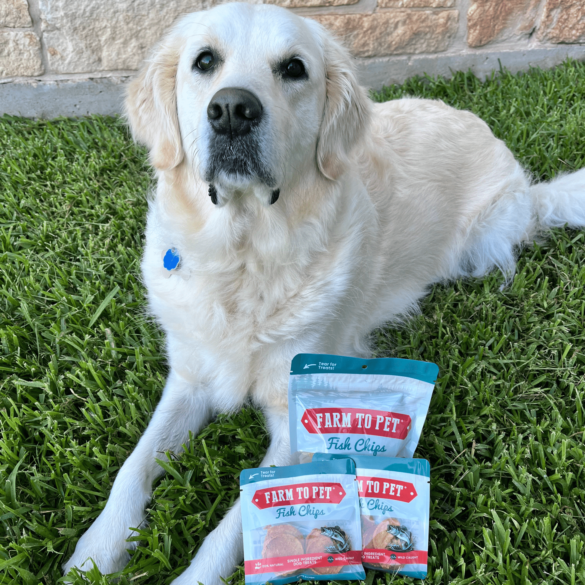 Fish Chips Snack Pack Bundles | Dog Treats for Training & Travel Snack Pack Farm To Pet