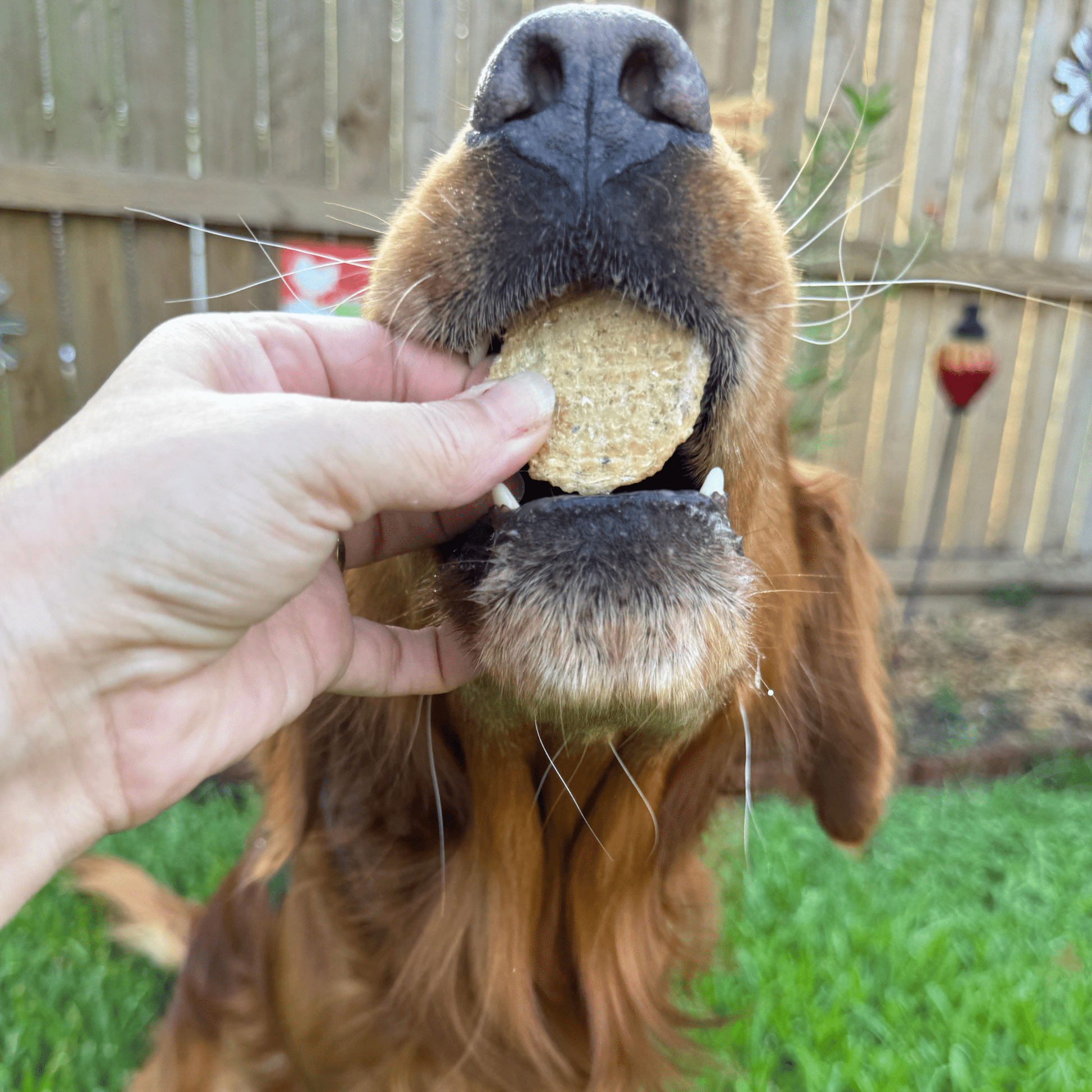 Fish Chips for Dogs | Wild-Caught Fish Dog Treats Chip Farm To Pet