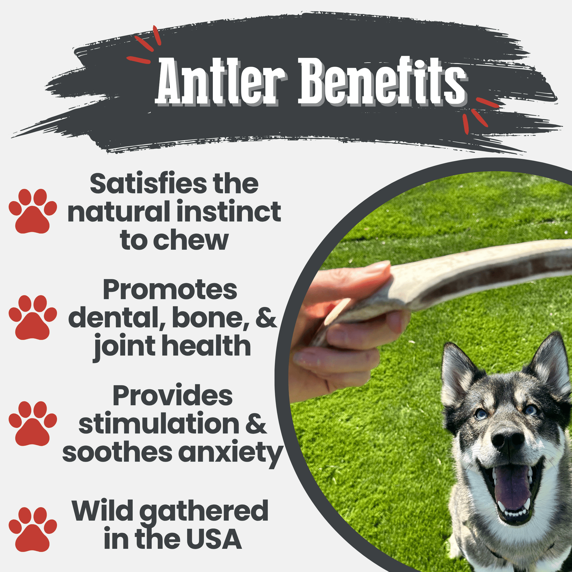 Reindeer Antler Dog Chews | Organic Chews for Dogs Antler Dog Chew Farm To Pet