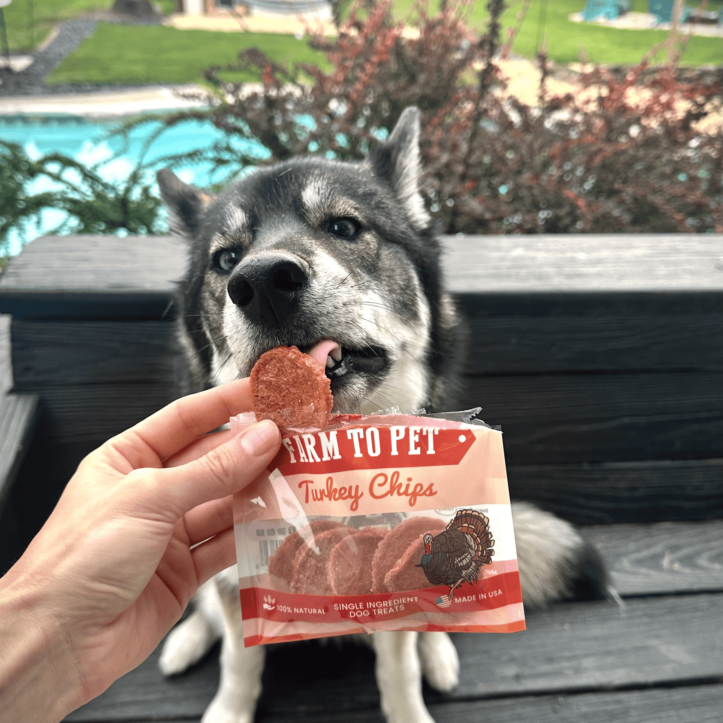 Turkey Chips Snack Pack Bundles | Low Allergen Treats for Training Snack Pack Farm To Pet
