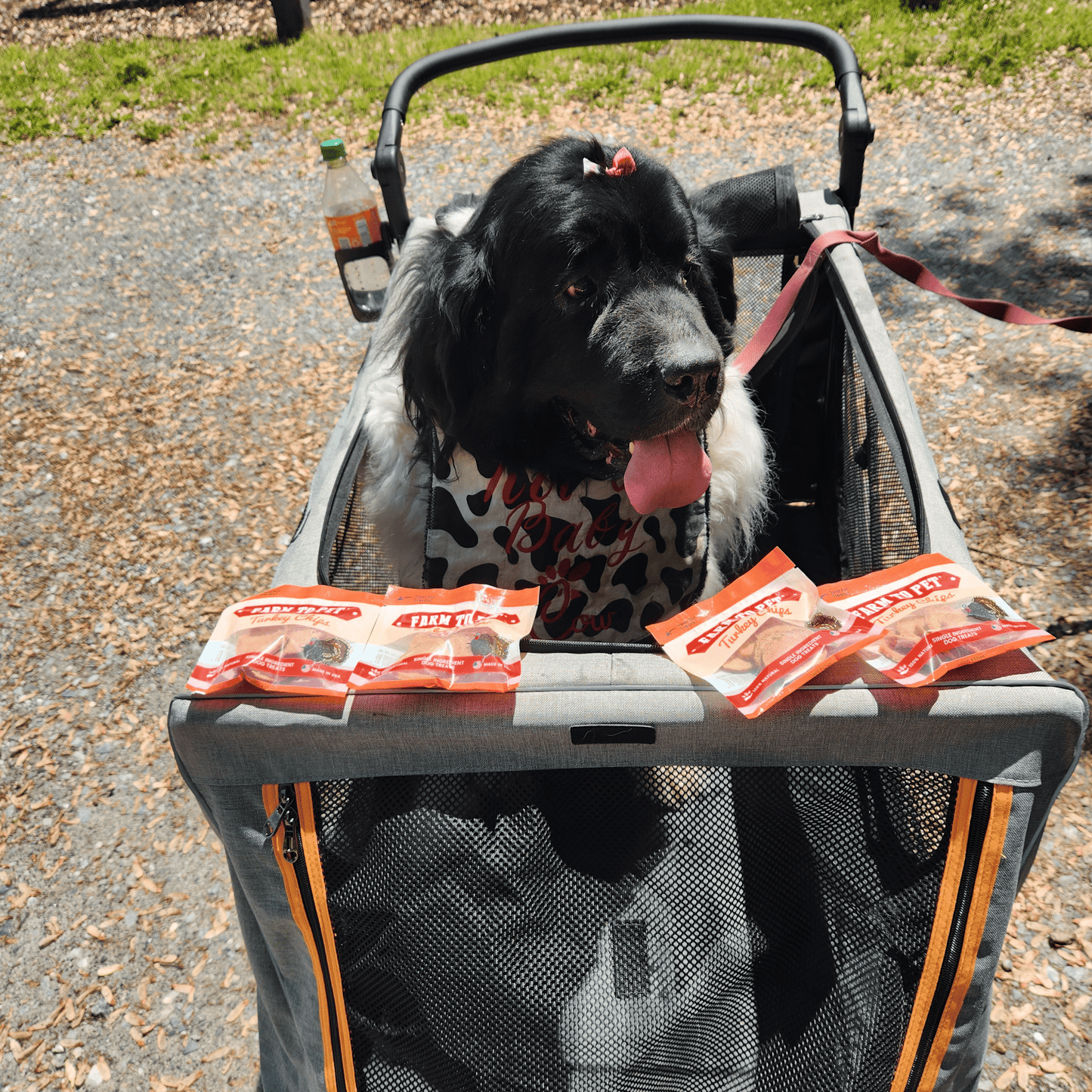 Turkey Chips Snack Pack Bundles | Low Allergen Treats for Training Snack Pack Farm To Pet