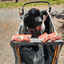 Turkey Chips Snack Pack Bundles | Low Allergen Treats for Training Snack Pack Farm To Pet