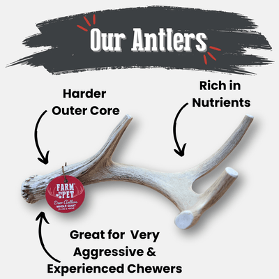 Deer Antler Dog Chews | Organic Chews for Dogs Antler Dog Chew Farm To Pet