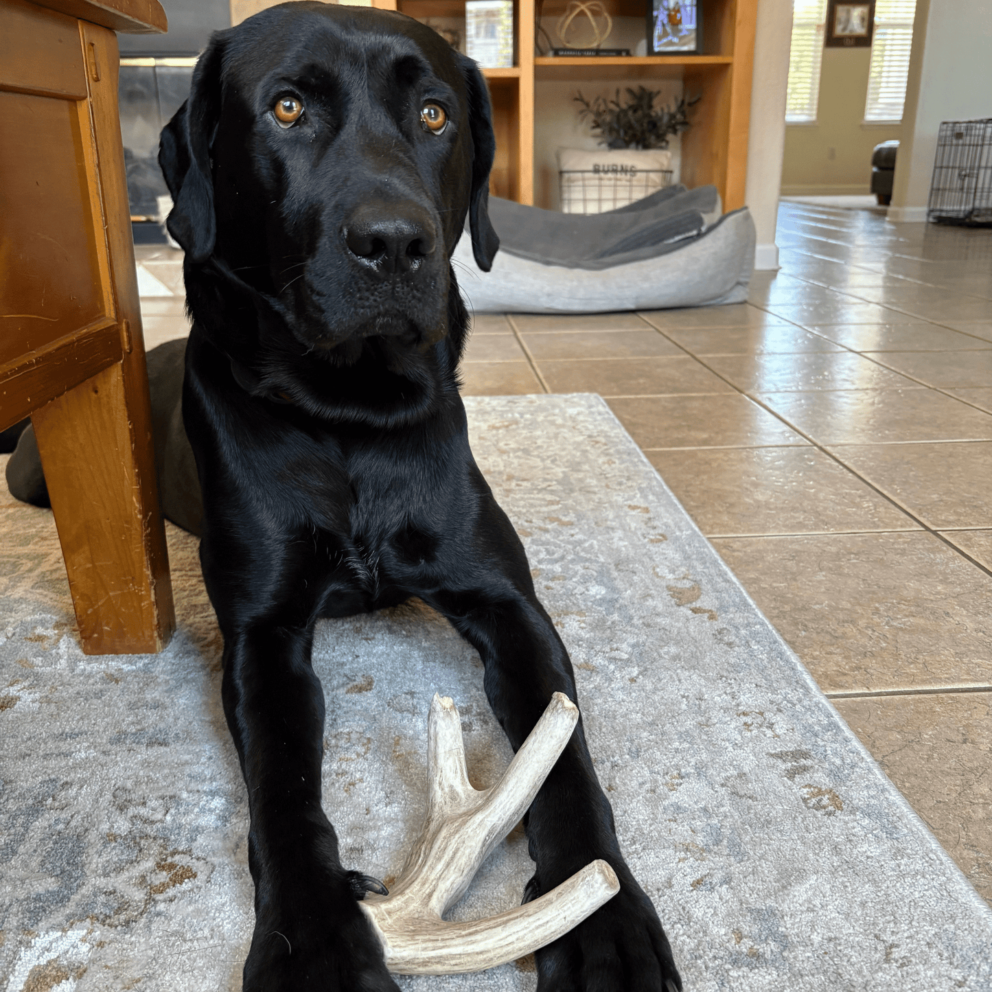 Deer Antler Dog Chews | Organic Chews for Dogs Antler Dog Chew Farm To Pet