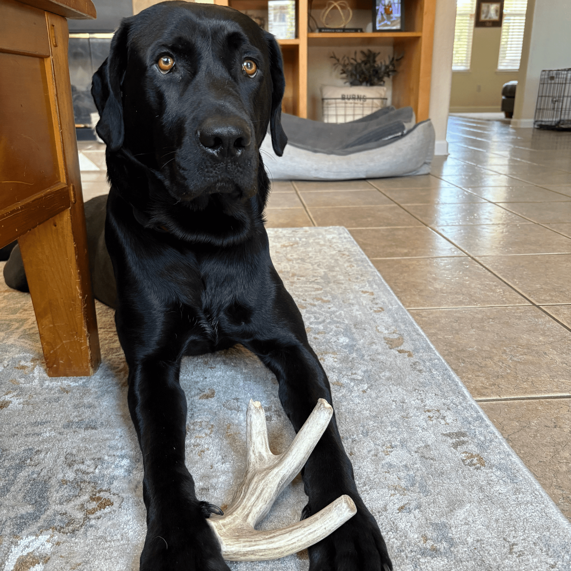 Deer Antler Dog Chews | Organic Chews for Dogs Antler Dog Chew Farm To Pet