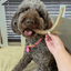 Deer Antler Dog Chews | Organic Chews for Dogs Antler Dog Chew Farm To Pet