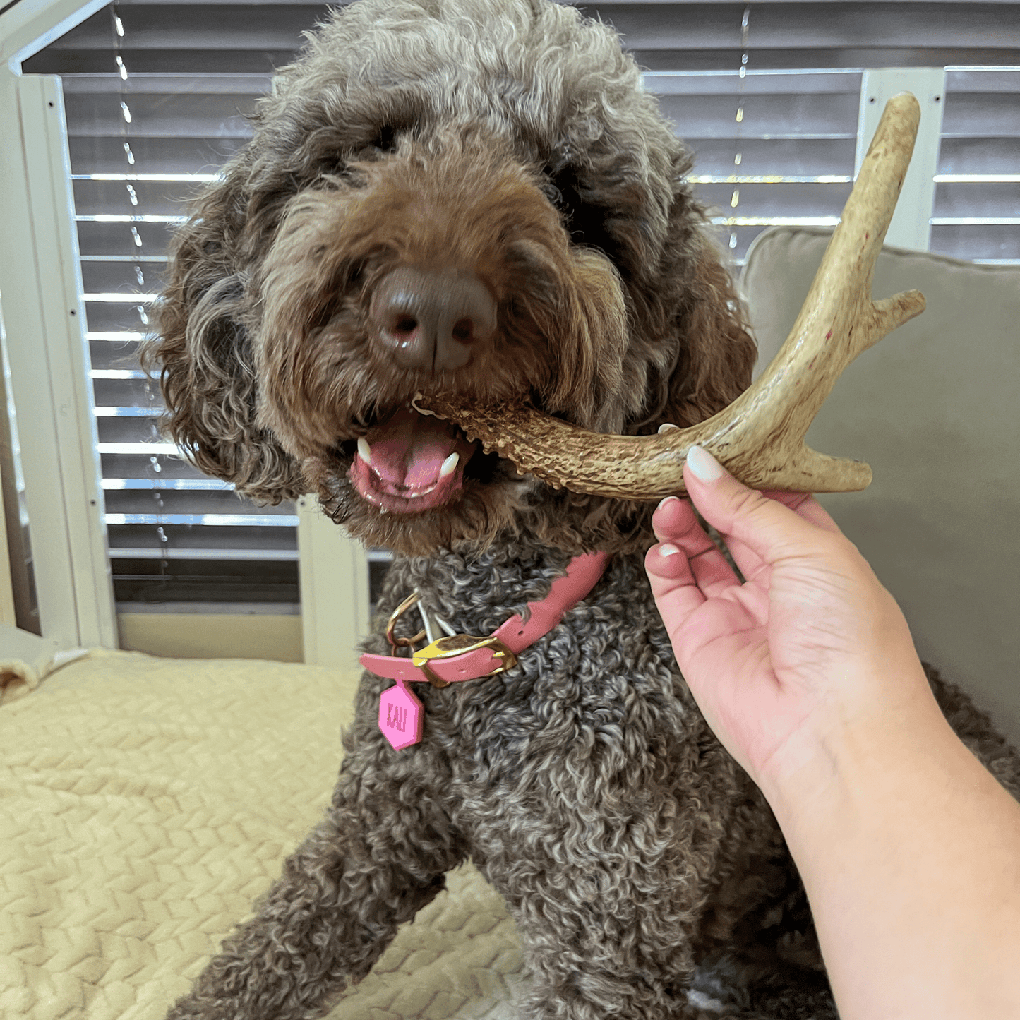 Deer Antler Dog Chews | Organic Chews for Dogs Antler Dog Chew Farm To Pet