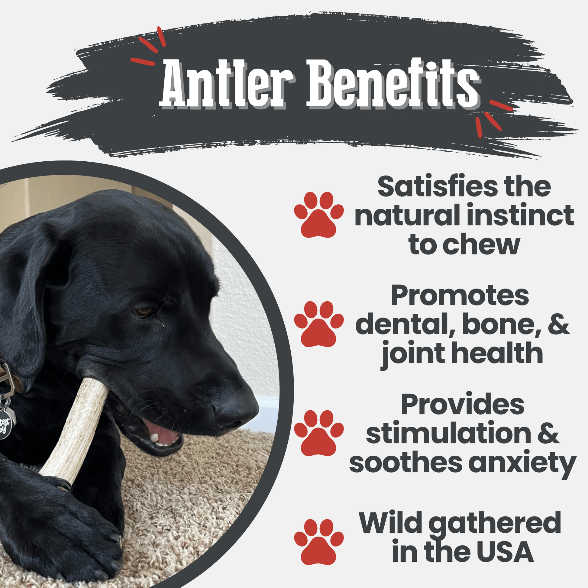 Elk Antler Dog Chews | All-Natural Whole and Split Elk Antler Chews for Dogs Antler Dog Chew Farm To Pet
