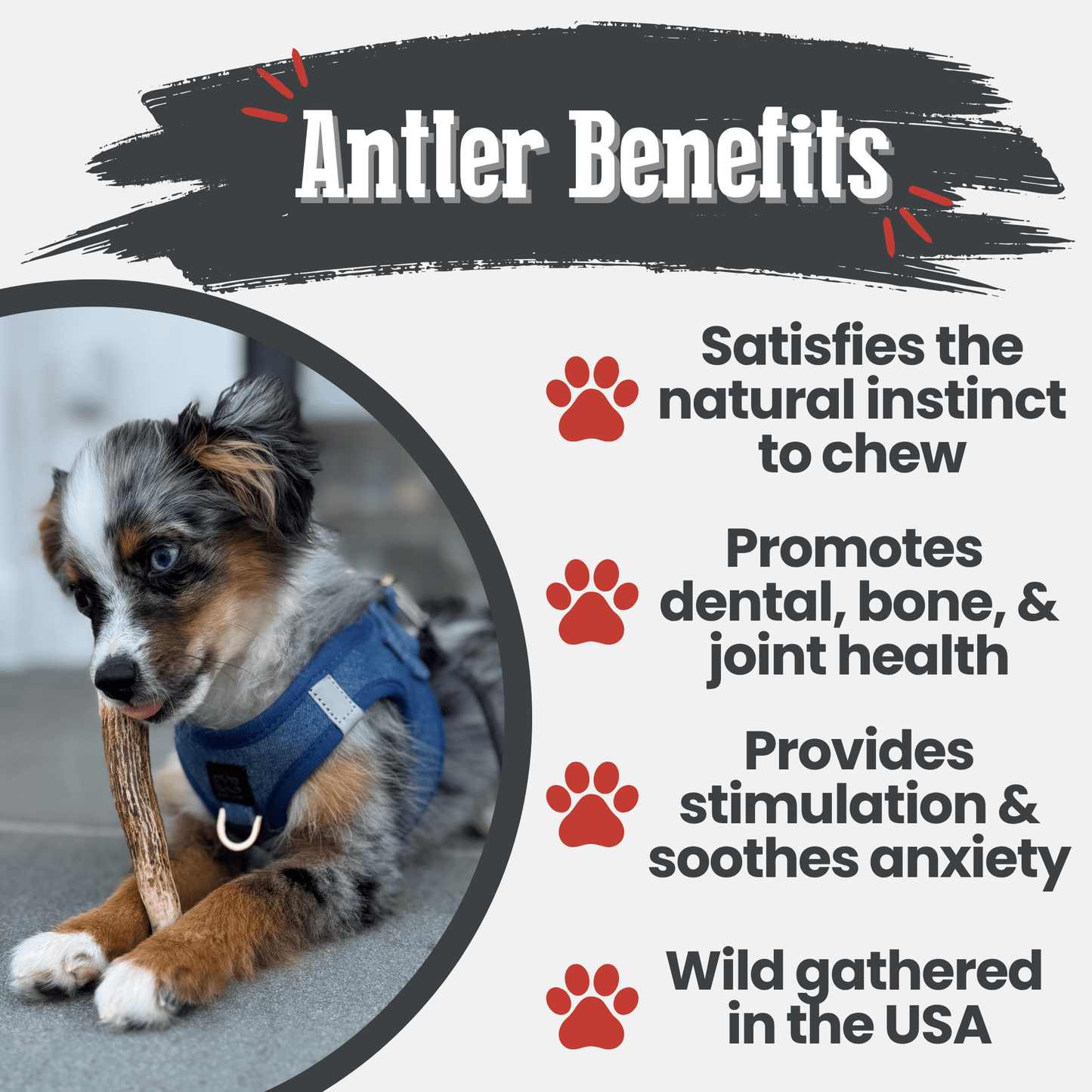 Elk Antler Dog Chews | All-Natural Whole and Split Elk Antler Chews for Dogs Antler Dog Chew Farm To Pet