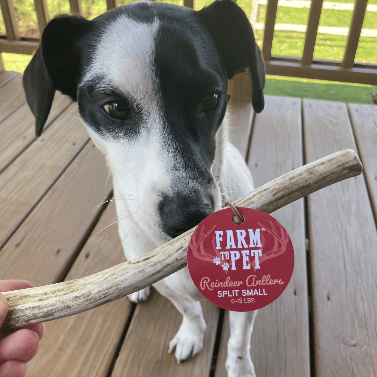 Reindeer Antler Dog Chews | Organic Chews for Dogs Antler Dog Chew Farm To Pet