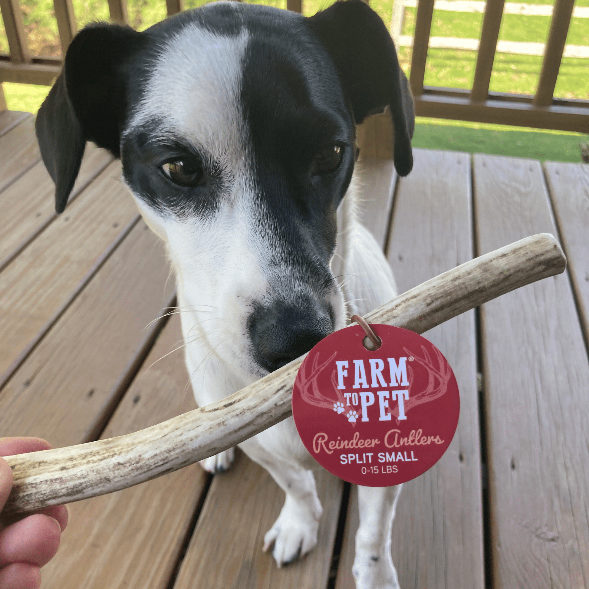 Reindeer Antler Dog Chews | Organic Chews for Dogs Antler Dog Chew Farm To Pet