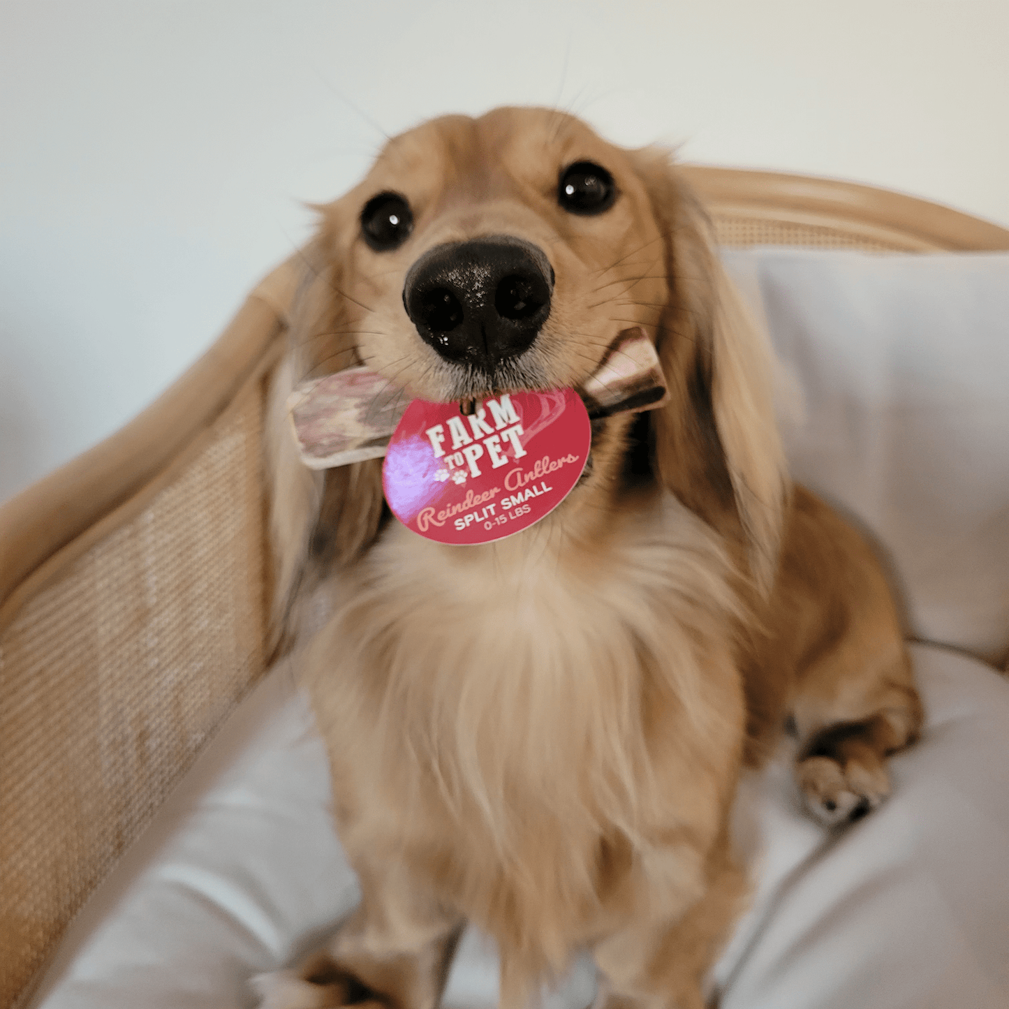 Reindeer Antler Dog Chews | Organic Chews for Dogs Antler Dog Chew Farm To Pet