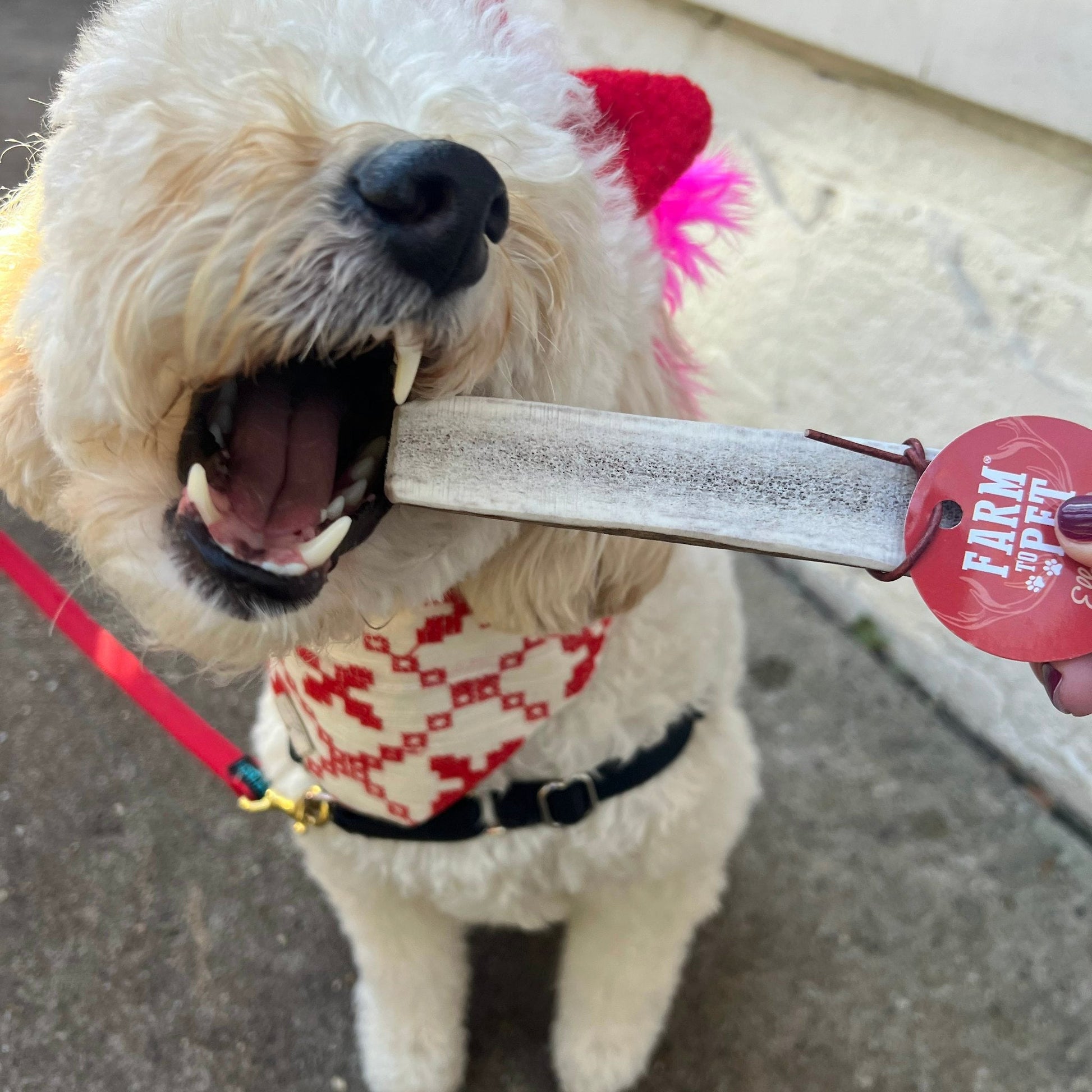 Elk Antler Dog Chews | All-Natural Whole and Split Elk Antler Chews for Dogs Antler Dog Chew Farm To Pet