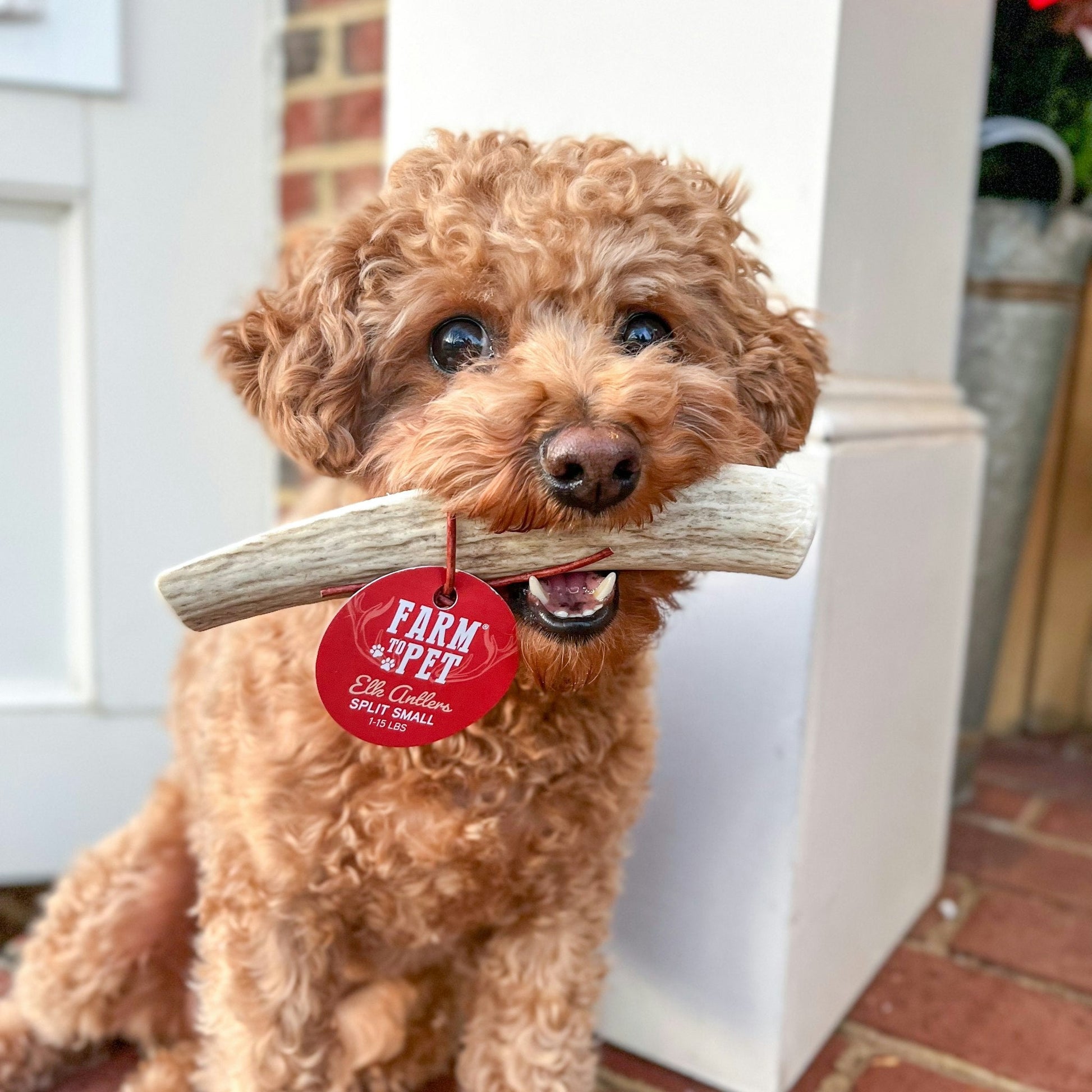 Elk Antler Dog Chews | All-Natural Whole and Split Elk Antler Chews for Dogs Antler Dog Chew Farm To Pet