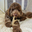 Deer Antler Dog Chews | Organic Chews for Dogs Antler Dog Chew Farm To Pet