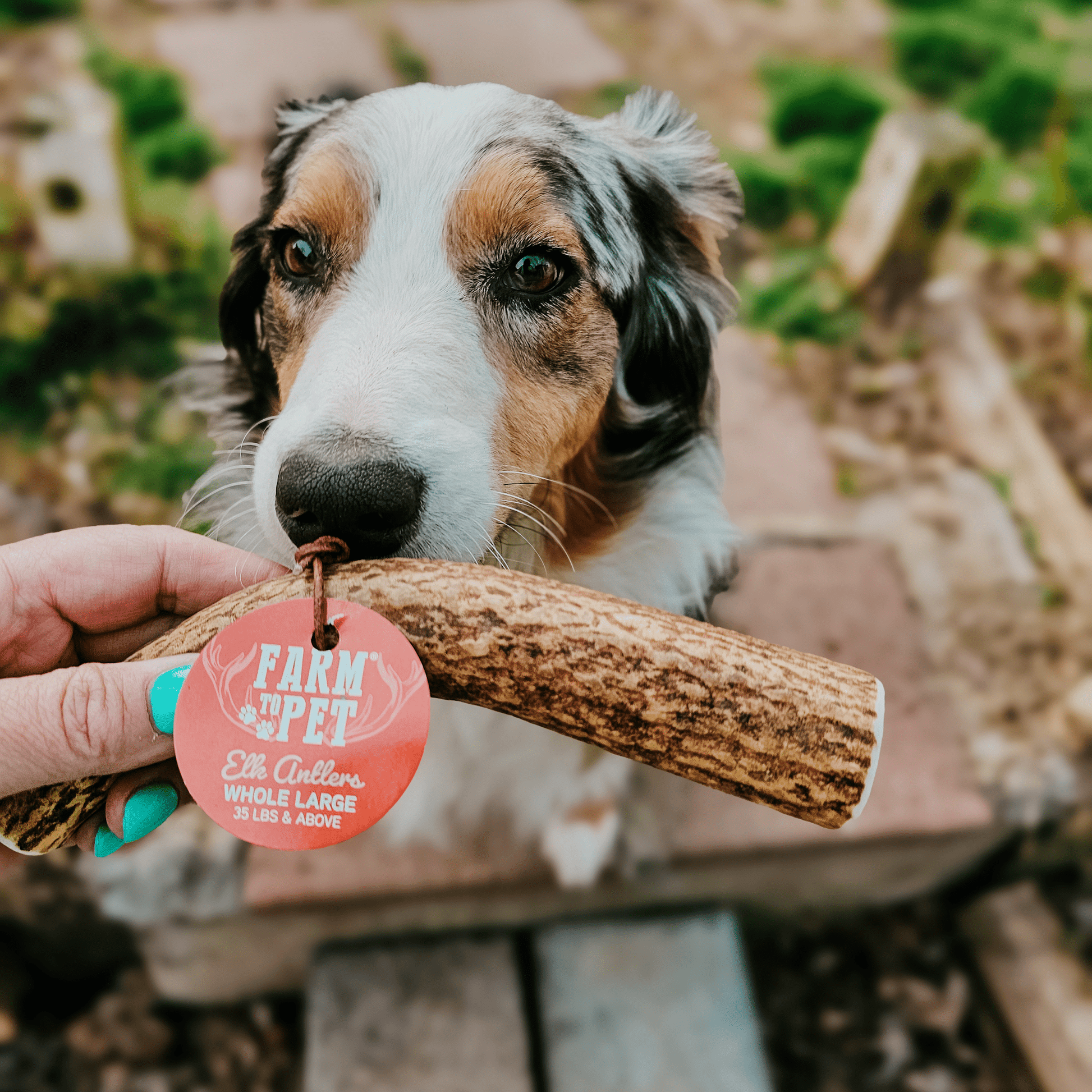 Elk Antler Dog Chews | All-Natural Whole and Split Elk Antler Chews for Dogs Antler Dog Chew Farm To Pet