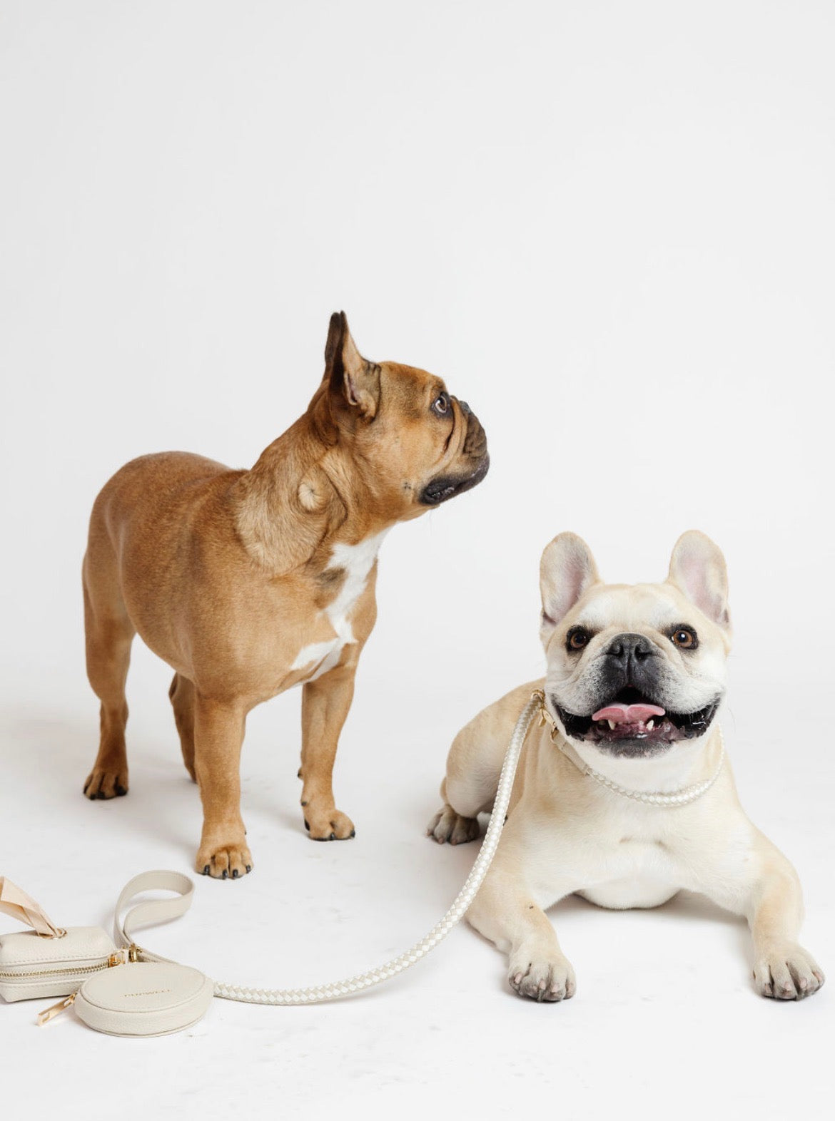 City Walk Kit Dog Supplies Pupwell