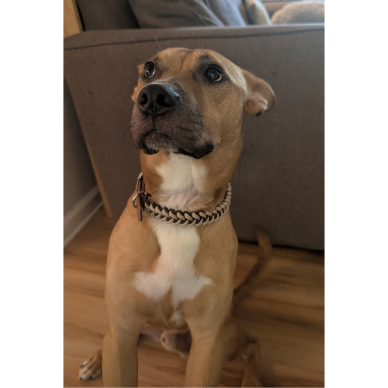 Fishtail Hand Braided Dog Collar in Burgundy & Cream Handmade Braided Collars Pawsh Pup Co.
