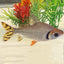 Flagtail Prochilodus AMERICAN CICHLID Danaqua Live Fish & More