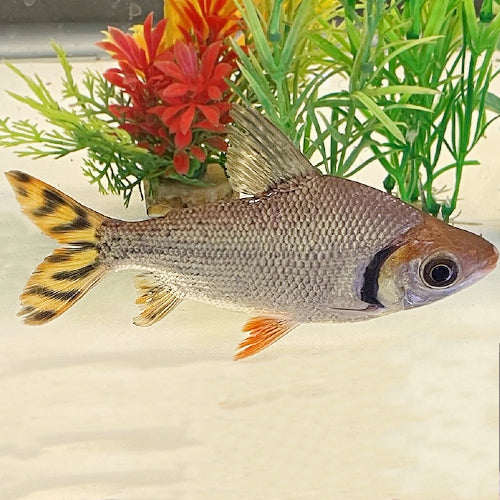 Flagtail Prochilodus AMERICAN CICHLID Danaqua Live Fish & More