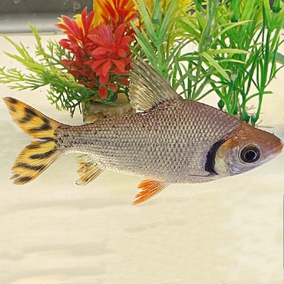 Flagtail Prochilodus AMERICAN CICHLID Danaqua Live Fish & More