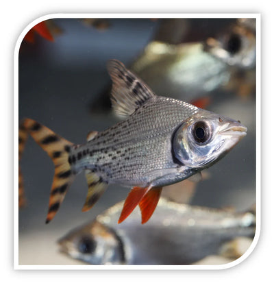 Flagtail Prochilodus AMERICAN CICHLID Danaqua Live Fish & More