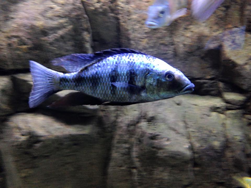 Rostratus Cichlid AFRICAN CICHLIDS Danaqua Live Fish & More