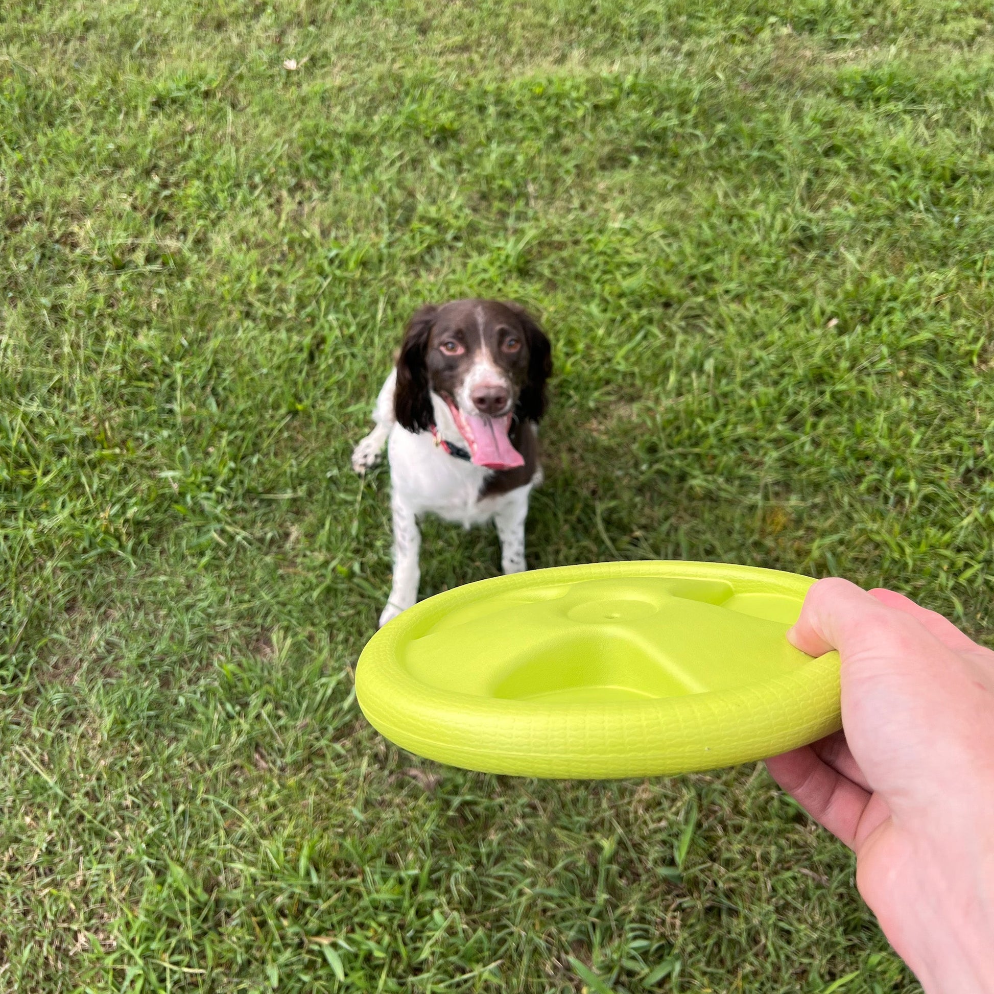 Harley Flyer Frisbee Dog Toys Alpha Pak