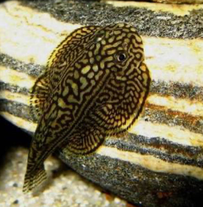 Hill Stream Loach LOACH Danaqua Live Fish & More