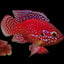 Turkana Jewel Cichlid (Rubricatochromis exsul) AMERICAN CICHLID Danaqua Live Fish & More