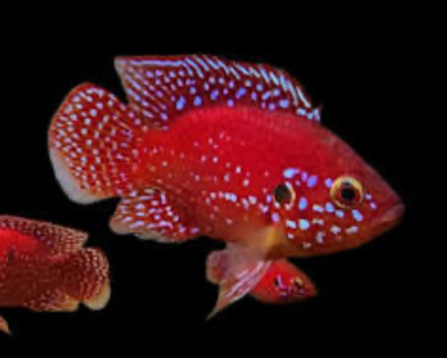 Turkana Jewel Cichlid (Rubricatochromis exsul) AMERICAN CICHLID Danaqua Live Fish & More