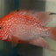 SRT F4 Super Red Texas Cichlid 3” AMERICAN CICHLID Danaqua Live Fish & More