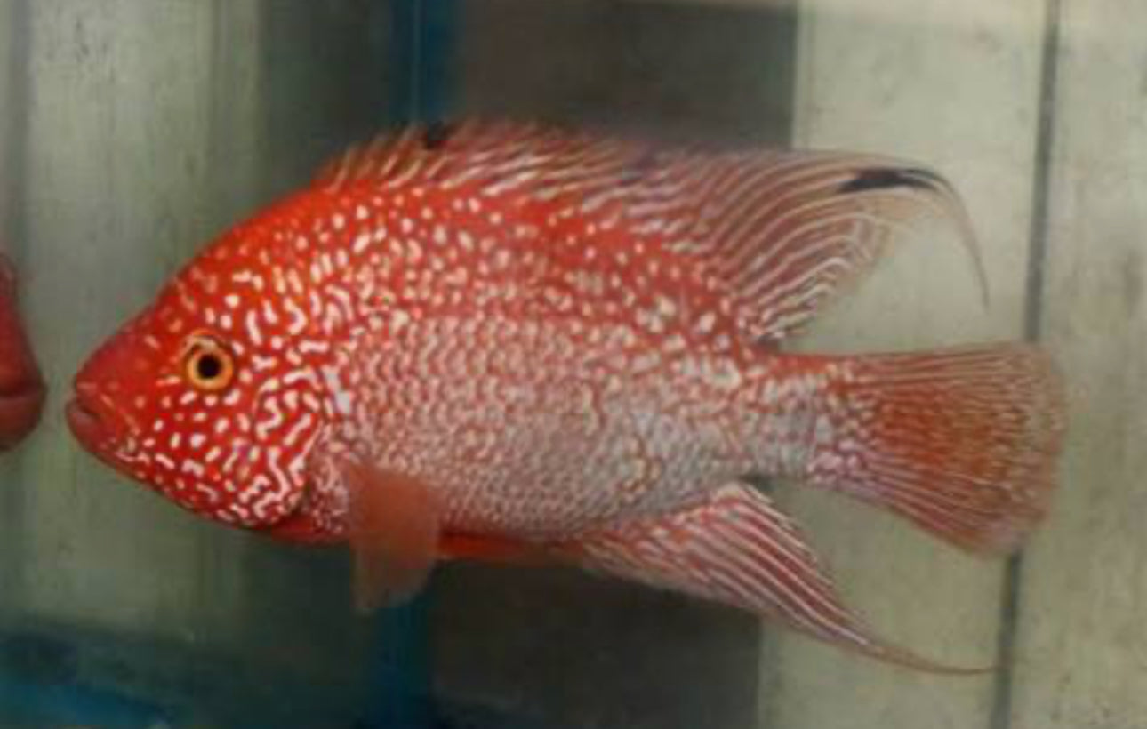 SRT F4 Super Red Texas Cichlid 3” AMERICAN CICHLID Danaqua Live Fish & More