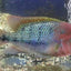 Fenestratus Cichlid (Vieja fenestrata) AMERICAN CICHLID Danaqua Live Fish & More