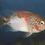 Fenestratus Cichlid (Vieja fenestrata) AMERICAN CICHLID Danaqua Live Fish & More