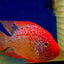 SRT F4 Super Red Texas Cichlid 3” AMERICAN CICHLID Danaqua Live Fish & More