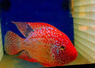 SRT F4 Super Red Texas Cichlid 3” AMERICAN CICHLID Danaqua Live Fish & More