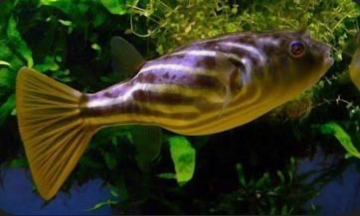 Fahaka Puffer Fish (Tetraodon Lineatus) 5”-6” MISCELLANEOUS Danaqua Live Fish & More
