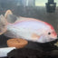 Fenestratus Cichlid (Vieja fenestrata) AMERICAN CICHLID Danaqua Live Fish & More