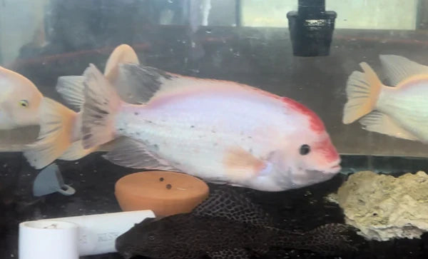 Fenestratus Cichlid (Vieja fenestrata) AMERICAN CICHLID Danaqua Live Fish & More