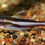 Striped Raphael Cat CATFISH Danaqua Live Fish & More